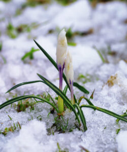Почему я не даю личных консультаций  Или:   Что такое мои Преображающие  Курсы?
