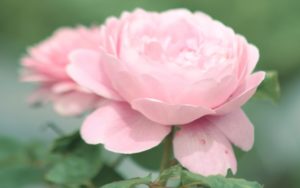 roza-rozovaya-svetlaya-lepestki