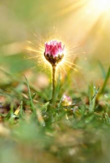 Дар застенчивости