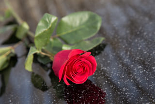 Миссия быть счастливым