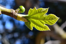 Преображение тела