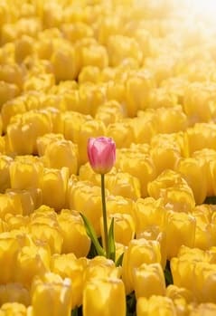 Синдром белой вороны