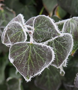 Дышать любовью