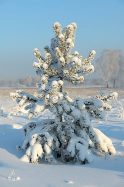 Новый год и новый мир