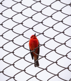 Программа культивации страданий