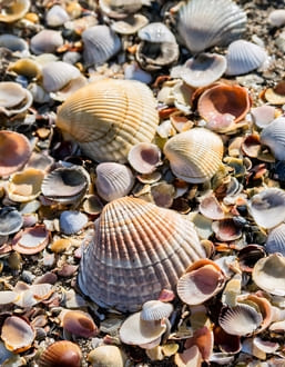 Растворение эго