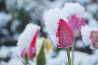 О свободе выбора