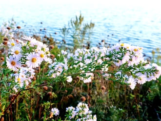 О счастье земной жизни