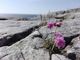 Освобождение от плесени старых представлений