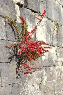 Освобождение от плесени старых представлений