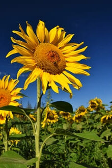 Ваша уникальность