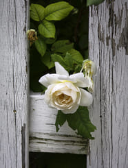 О внутренней тишине и магическом вопросе