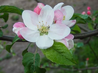 Раскрыть сердце...