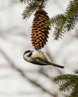 Исцеление любовью