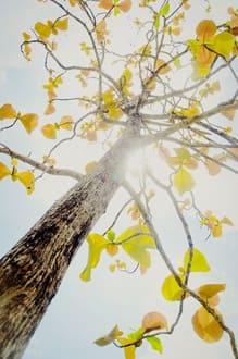 О левом и правом полушариях