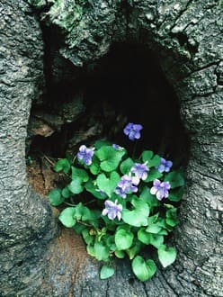 О разнице мужского и женского воплощений