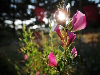 О смерти и обновлении