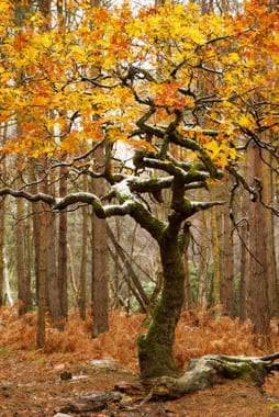 О созидательном доверии потоку жизни