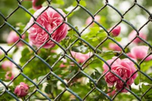 О роли спасателя