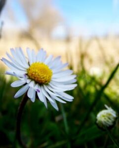 О жалости и сострадании