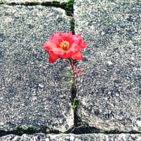 Сила привычек против силы жизни