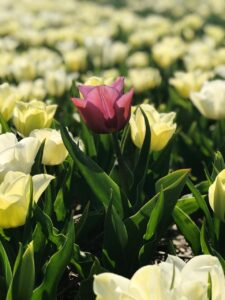 О резонансе в паре